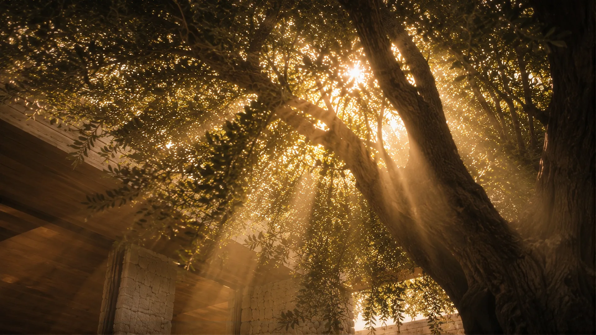 Low sun breaking through the canopy of a large olive tree over a stone wall